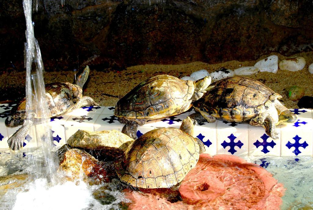 Hotel Acapulco Tortuga Eksteriør bilde